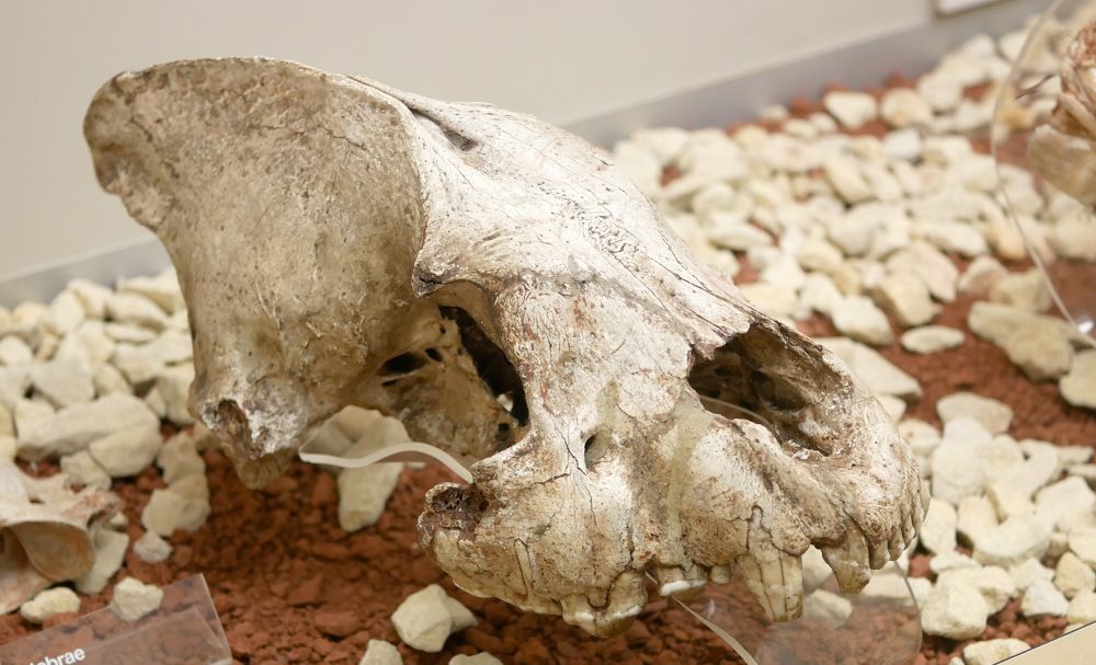 Skull of a cave hyaena