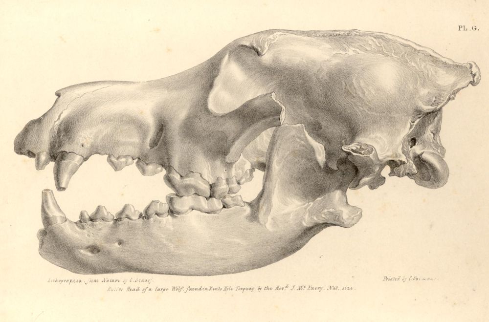 Illustration of a Wolf's Skull