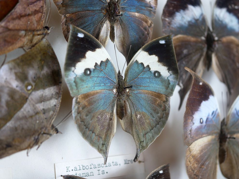 The Oak Leaf Butteflies