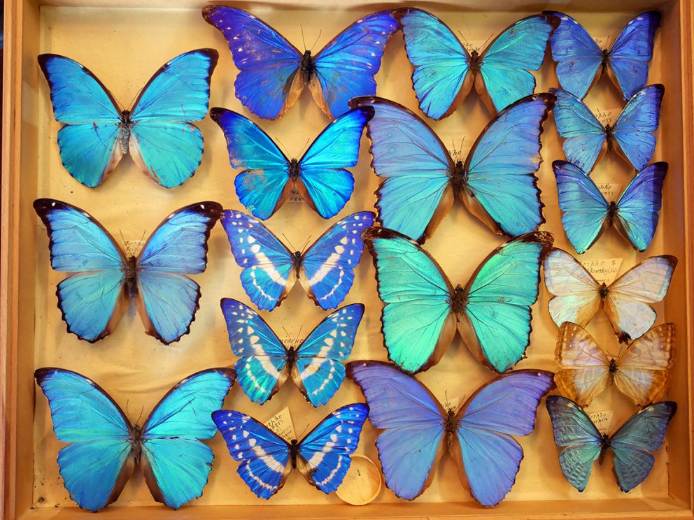 Blue Morphos