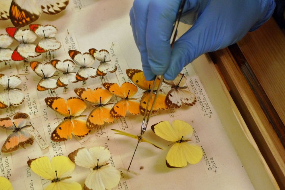 Picking the butterfly with entomological forceps