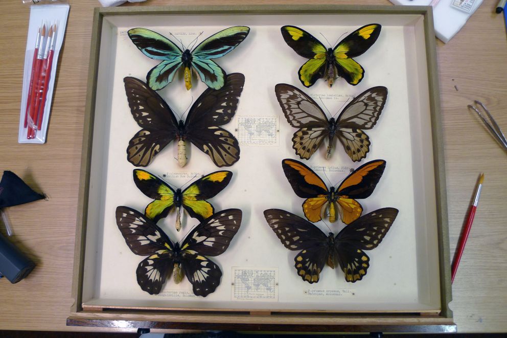 Queen Alexandra Birdwing from Papua New Guinea