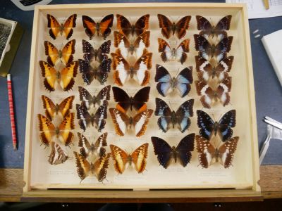 The Hebbert Collection of Butterflies