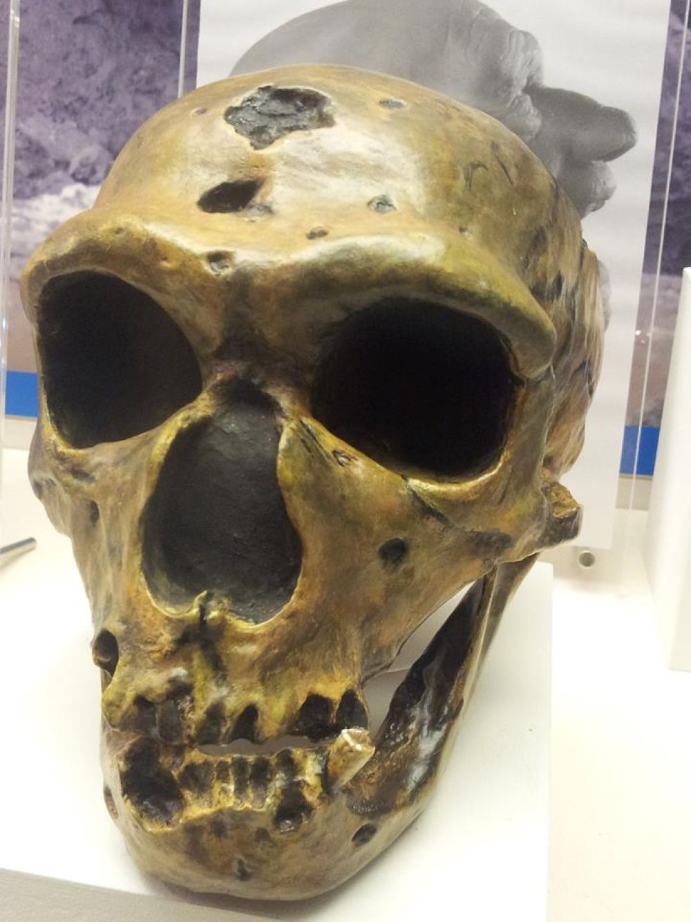 Neanderthal Skull Spotlight