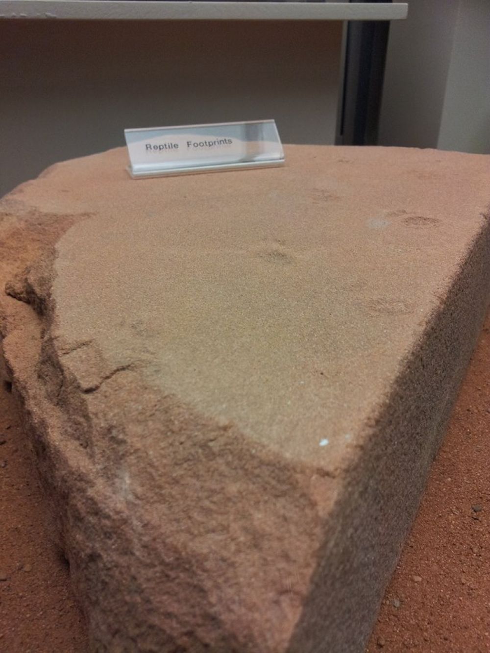 Triassic Reptile Footprints