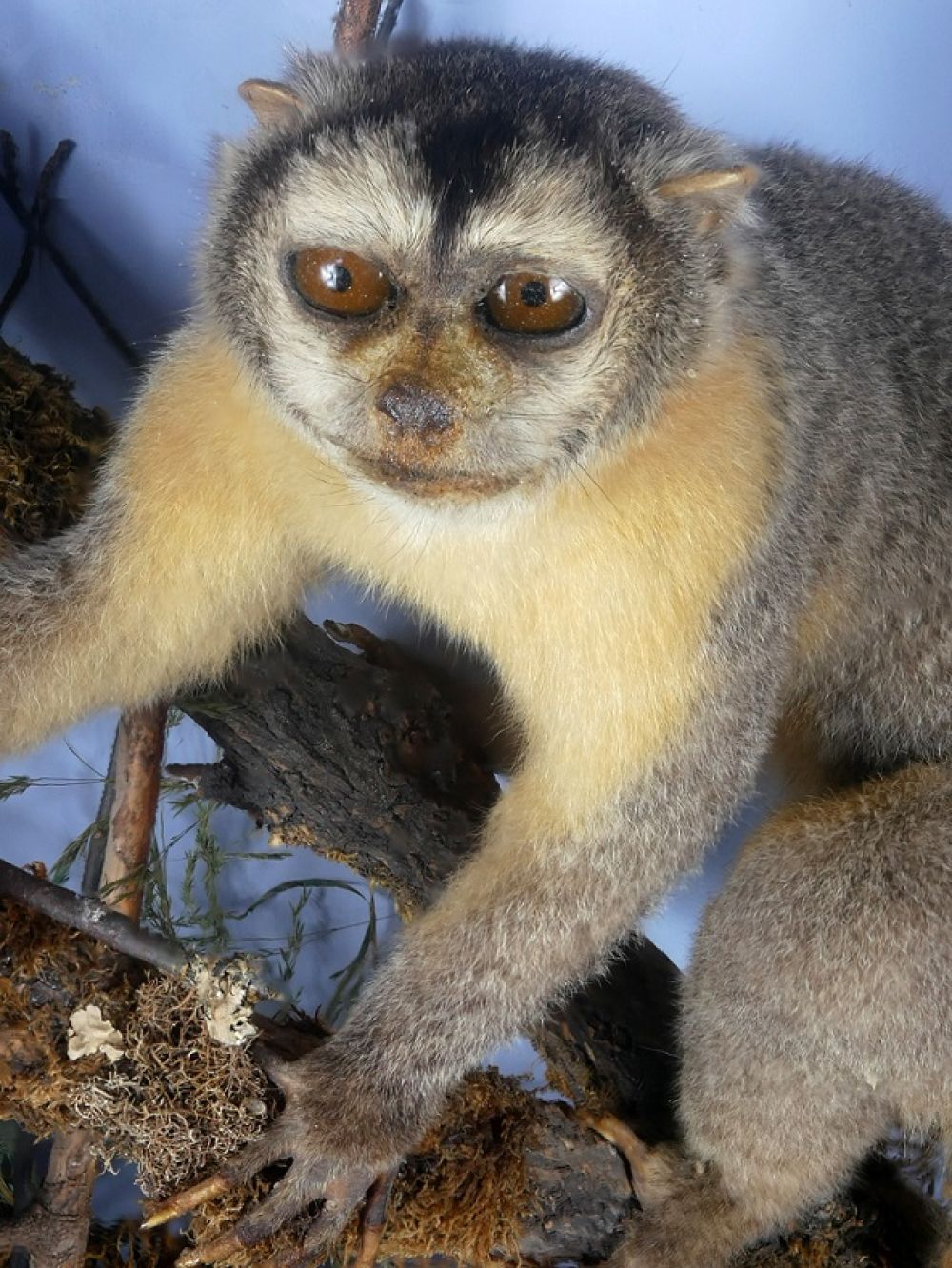 Buy sales squirrel monkey