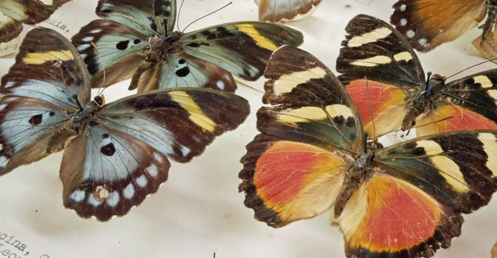 Behind the scenes - Conservation