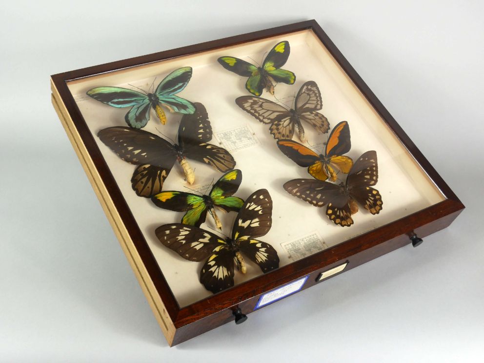 Alexandra Birdwing Butterflies