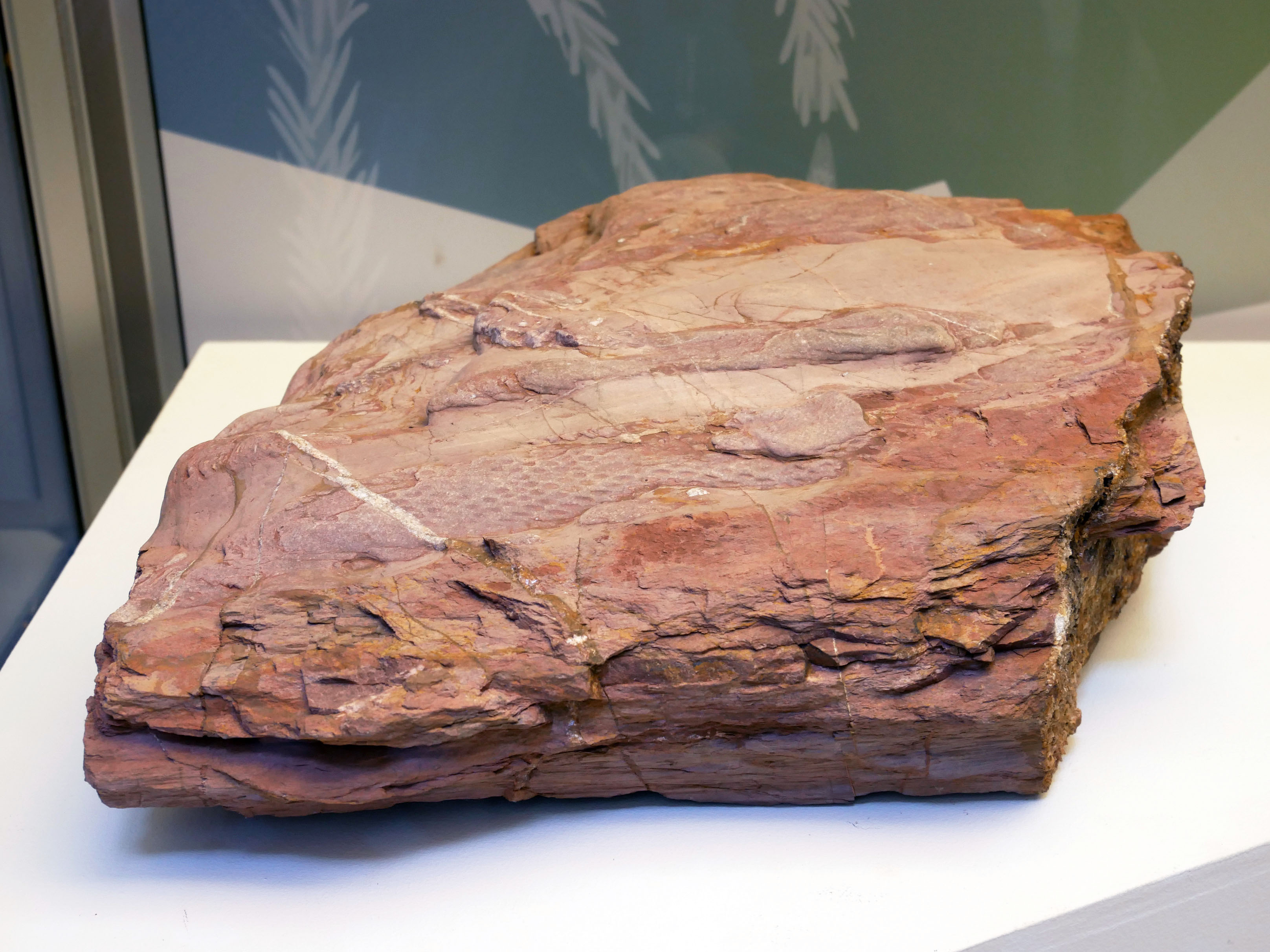 A Rare 377-Million-Year-Old Tree Fossil and Other Temporary Displays ...