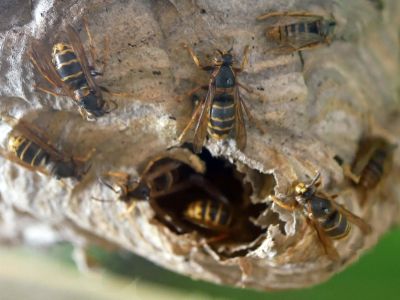 Wasps Nest